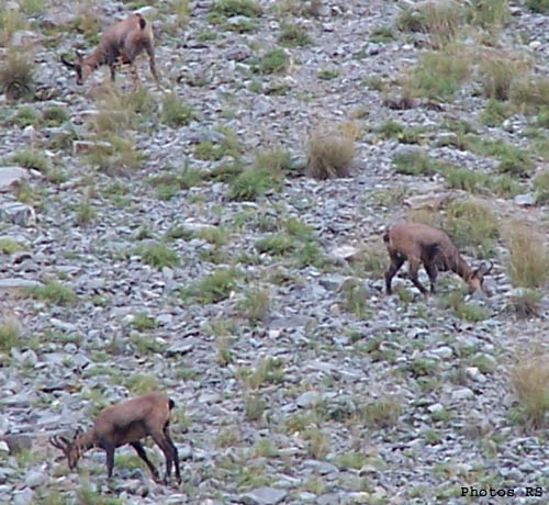 chamois sur la ceusette